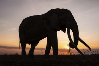 Backlight, African elephant (Loxodonta africana), the famous Super Tusker elephant Craig, old bull