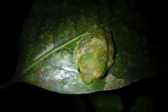 Forest climbing frog (Leptopelis barbouri) in the jungle, night view, Amani Forest Reserve,