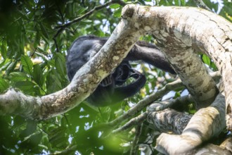 Chimpanzee (Pan Troglodytes), adult male feeding in the treetop in the jungle, Murchison Falls