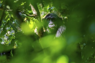 Chimpanzee (Pan Troglodytes), adult male in a jungle tree, Murchison Falls National Park, Uganda