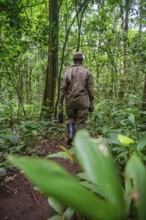 Ranger running in the jungle, Kibale National Park, Uganda