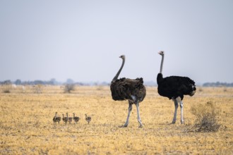 African ostrich (Struthio camelus), adult female and male with six young animals, chicks, animal
