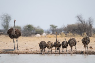 African ostrich (Struthio camelus), funny animal family, mother and six juvenile young animals,