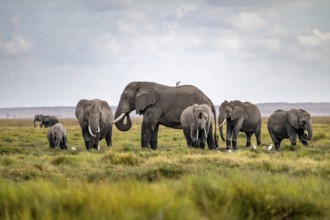 African elephant (Loxodonta africana), herd of young animals in Amboseli National Park, Rift Valley
