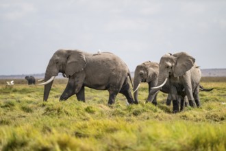 African elephant (Loxodonta africana), Amboseli National Park, Rift Valley Province, Kenya