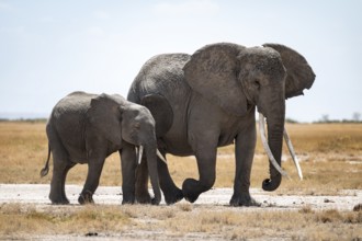 Arid Landscape, African Elephant (Loxodonta africana), Amboseli National Park, Rift Valley