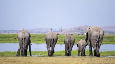 Funny, herd standing in line at water and drinking, African elephant (Loxodonta africana), Amboseli