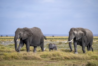 African elephant (Loxodonta africana) with baby, young and dam, Amboseli National Park, Rift Valley
