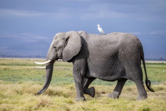 African elephant (Loxodonta africana), herd of young animals in Amboseli National Park, Rift Valley