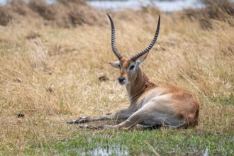Letschwe or litchi bog antelope (Kobus leche), adult male, in tall dry grass, Okavango Delta,