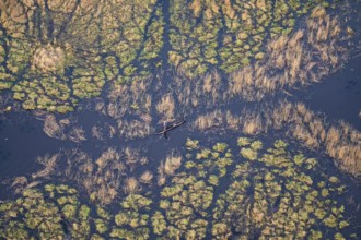 Marshland, marshland, Kavango fishermen with dugout boat, Mokoro, aerial view, Okavango Delta,