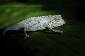Zomba dwarf chameleon (Rieppeleon brachyurus), white chameleon on a branch at night, Amani Nature
