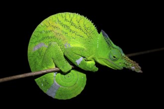 Squishy bihorn chameleon (Kinyongia matschiei), adult male, chameleon on a branch at night, Amani