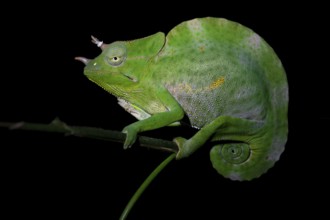 Usambara three-horned chameleon (Trioceros deremensis), chameleon on a branch at night, Amani