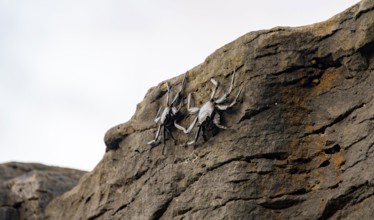 Red rock crabs (Grapsus adscensionis), black cubs on a volcanic rock, coast, La Santa, Lanzarote,