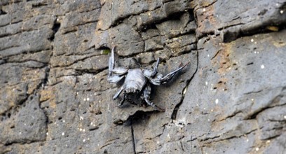 Red rock crab (Grapsus adscensionis), black young on a volcanic rock, coast, La Santa, Lanzarote,