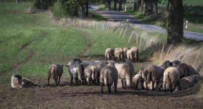 Black-headed sheep (Ovis gmelini aries) graze close to a road separated by a pasture fence,