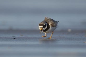 Ringed plover (Charadrius hiaticula) adult wader bird feeding on a worm on a beach, England, United