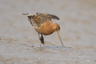 Black tailed godwit (Limosa limosa) adult male wader bird in summer plumage on a mudflat, England,