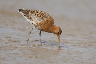Black tailed godwit (Limosa limosa) adult male wader bird in summer plumage feeding on a mudflat,