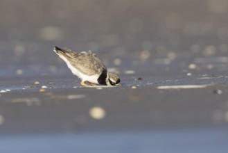 Ringed plover (Charadrius hiaticula) adult wader bird on a beach, England, United Kingdom