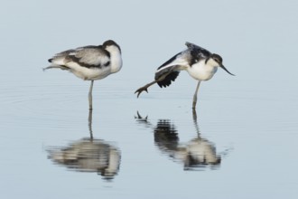 Pied avocet (Recurvirostra avosetta) two adult wader birds in water of a shallow lagoon in summer,