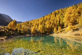 Lac Bleu with autumnal larches, Evolene, Val d'Herens, Canton of Valais, Switzerland