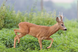 A roe buck (Capreolus capreolus) crosses a nettle thicket. Bavaria, Germany