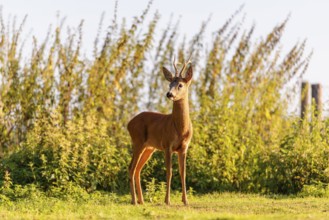 A roe buck (Capreolus capreolus) stands next to a nettle thicket on a sunny morning. Bavaria,