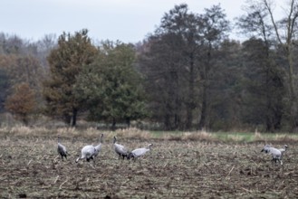 Cranes (Grus grus), Lower Saxony, Germany