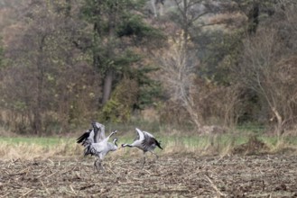 Cranes (Grus grus), fighting, Lower Saxony, Germany