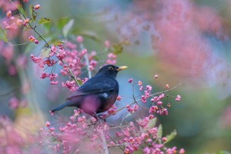 A common blackbird (Turdus merula) sits in a European spindle tree (Euonymus europaeus), and eats