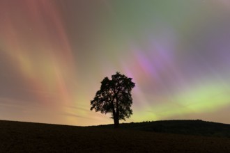 A solitary pear tree at night with aurora borealis. Rhein-Neckar District, Baden-Württemberg,