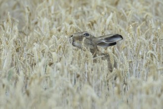 European brown hare (Lepus europaeus) adult animal eating a wheat plant sheath in a farmland field