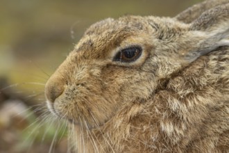European brown hare (Lepus europaeus) adult animal head portrait, England, United Kingdom