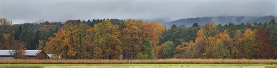 Mixed forest in autumn colors on a rainy day, Eckental, Middle Franconia, Bavaria, Germany