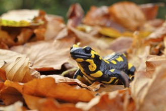 Fire salamander (Salamandra salamandra), in a beech forest on autumn leaves, autumn, Wilnsdorf,