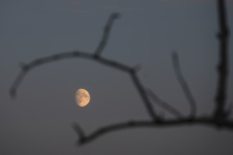 Reddish moon early evening, Darß, Mecklenburg-Western Pomerania, Germany