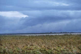 Reed, thatch (Phragmites australis) on the lagoon, dark rain clouds (Nimbostratus), Ahrenshoop,