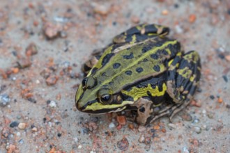 Edible Frog (Pelophylax esculentus) on a path, Darß, Mecklenburg-Western Pomerania, Germany