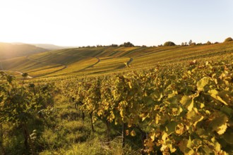 Golden evening sun shines over the colorful vines in the vineyards of Beutelsbach and Weinstadt