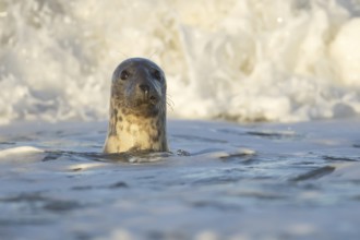 Grey seal (Halichoerus grypus) adult animal in the breaking waves of the sea, England, United