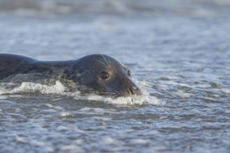 Grey seal (Halichoerus grypus) adult animal in the waves of the sea, England, United Kingdom