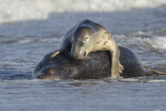 Grey seal (Halichoerus grypus) two adult animals in love courting in the waves of the sea, England,