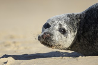 Common seal (Phoca vitulina) adult animal resting on a beach, England, United Kingdom