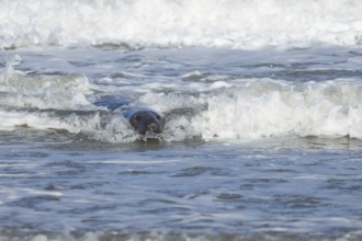 Grey seal (Halichoerus grypus) adult animal in the sea with a breaking wave going over its body,
