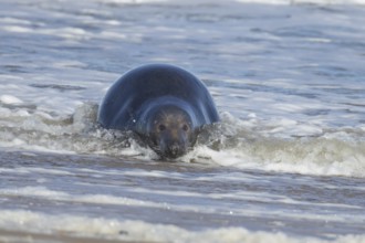 Grey seal (Halichoerus grypus) adult animal in the breaking waves of the sea, England, United