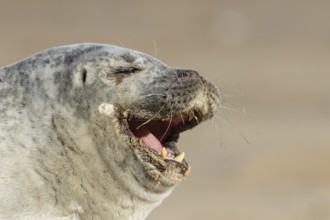 Common seal (Phoca vitulina) adult animal yawning on a beach, England, United Kingdom