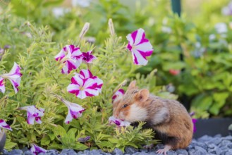 A European hamster (Cricetus cricetus) searches for food on a decorated grave and eats the petals