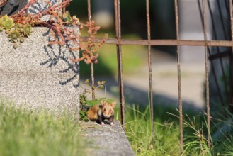 A European hamster (Cricetus cricetus) runs across graves in search for food. Vienna, Austria